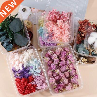 1 Box Real Dry Flower Dried Plants Natural Colorful