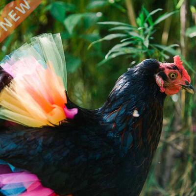 Chicken Costume Skirt Tutu Coop Hen Decoration Poultry Feath
