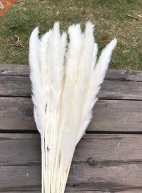 Flower Ear15~30CM/Toal Length 42-50CM Real Dried Natural Pam