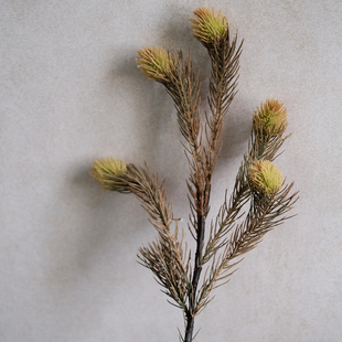 轻奢高端鹅绒草仿真花束简约侘寂风客厅花艺插花逼真家居装 饰软装