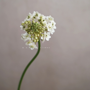 伯利恒之心天鹅绒白色仿真花单支轻奢高端客厅插花花艺桌面装饰