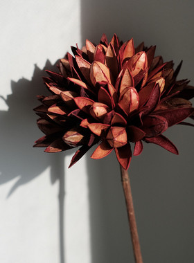 玉兰干花花束客厅摆设真花天然插花轻奢高级感摆件侘寂风家居装饰