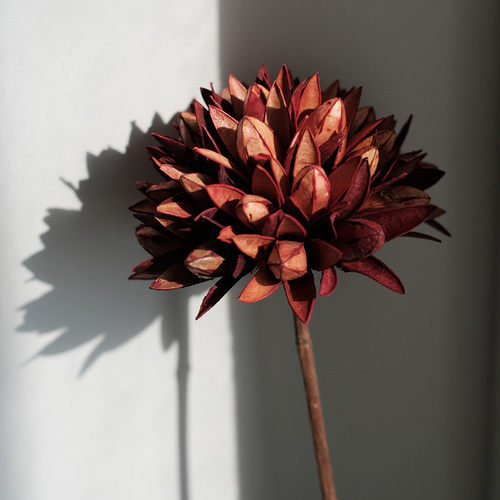 木卮muzhi椿树果干花摆件