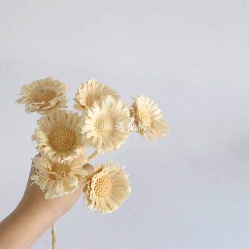 永生花非洲菊太阳文艺复古白色