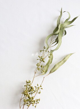 ins永生花叶材绿色细长赤桉叶植物家居插花干花束diy花材拍照道具