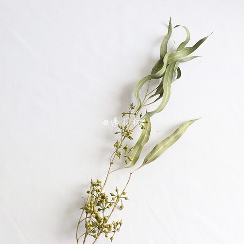 ins永生花叶材绿色细长赤桉叶植
