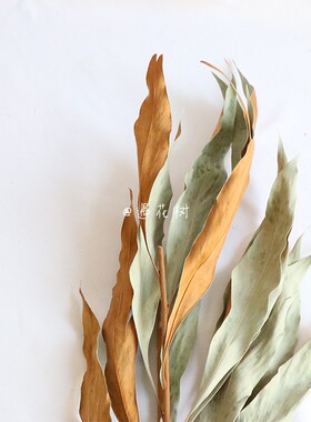 ins进口阔叶银桦叶自然干花永生花叶材花束家居插花花束绿色植物