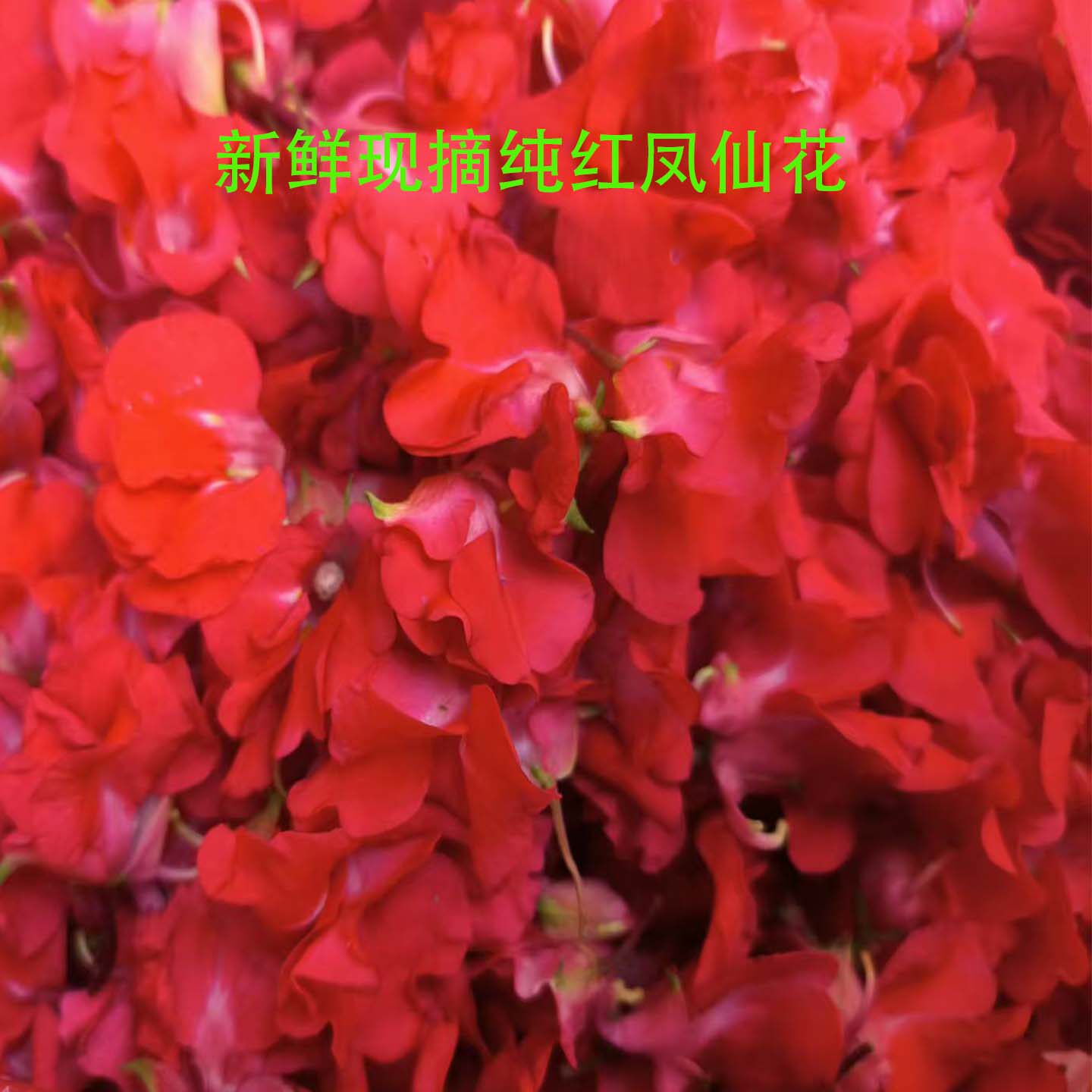 新鲜现摘纯红凤仙花红白可选染指甲遮白发指甲花指甲草精选发货
