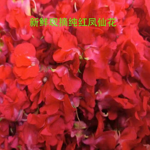 新鲜凤仙花纯红色当天采摘当天发