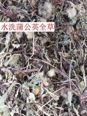 干蒲公英伏牛山中药材婆婆丁全草整株干黄黄苗下火养生茶