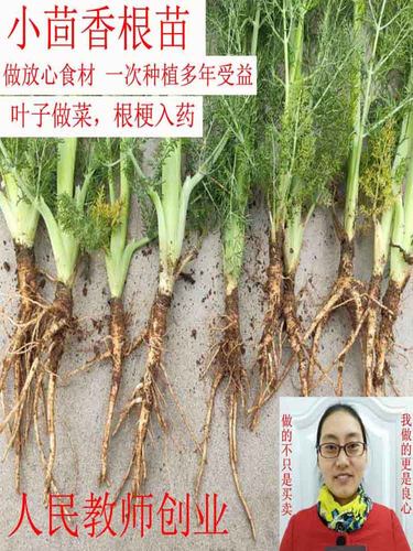小茴香根苗割茬蔬菜庭院楼顶绿植
