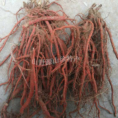 伏牛山新鲜丹参 丹参条丹参茶拍下即挖一件500克两斤包邮