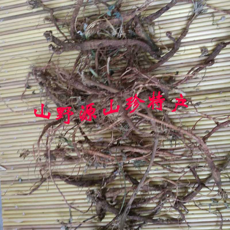 优质地丁根剪叶 野生紫花地丁春季萝卜地丁紫花地丁根正品 中药材