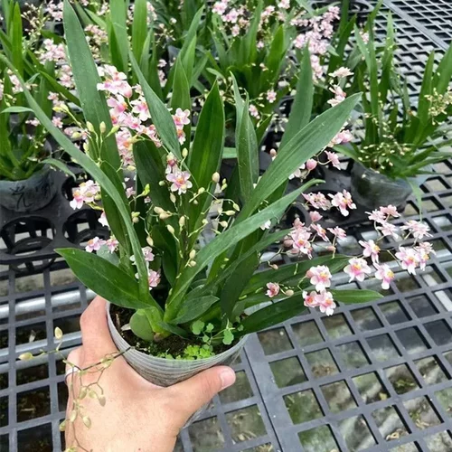 文心兰粉色冬带花梦香兰
