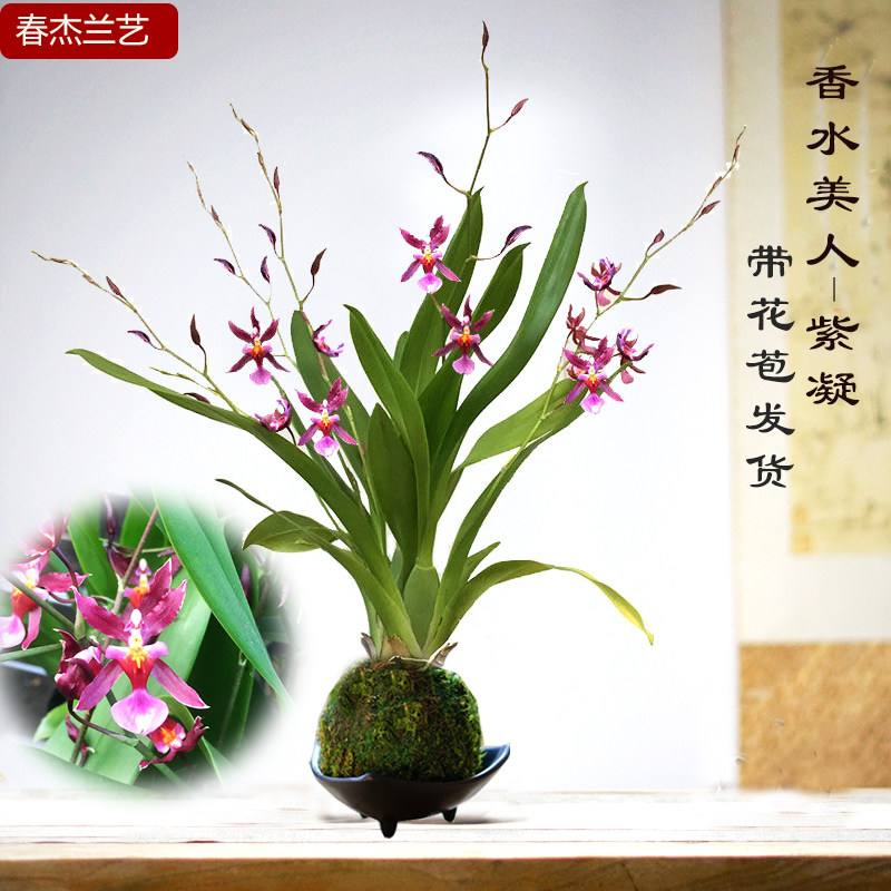 带花苞浓香文心兰香水美人原盆带土发货好养包养成活开花室内花卉