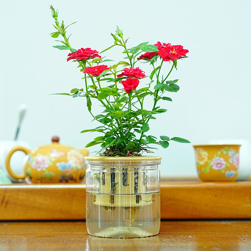 带花苞小姑娘水培四季开花型超微月季红色花懒人好养室内客厅阳台