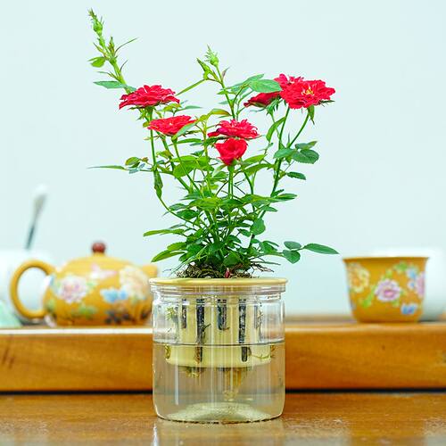 带花苞小姑娘水培型超微月季红色花懒人好养室内客厅阳台