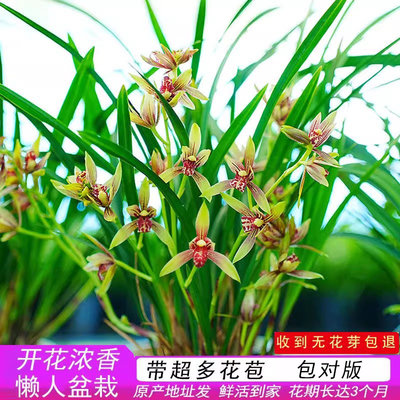 建兰小国魂带花苞发货中