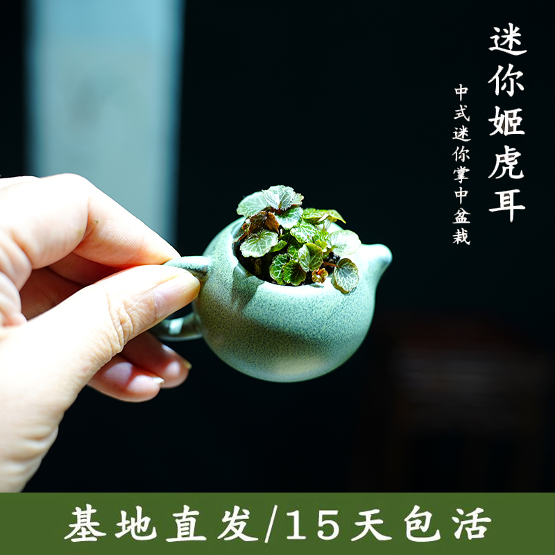 姬虎耳草假山造景苔藓迷你小盆栽