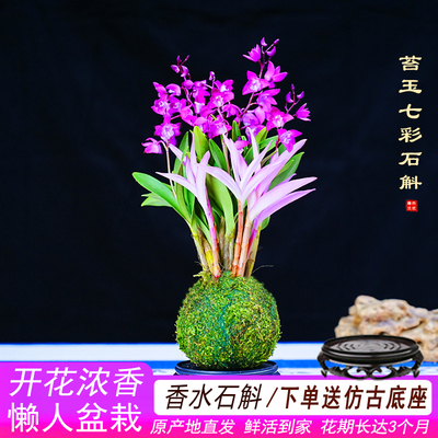 七彩香水石斛兰花四季开好养绿植浓香型石斛改善睡眠绿植净化空气