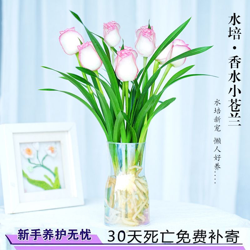 新品水培香水兰花苗粉色花贵妃室内浓香型花卉植物冬季带花苞开花