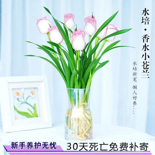 春杰兰艺水培香水兰开粉色花