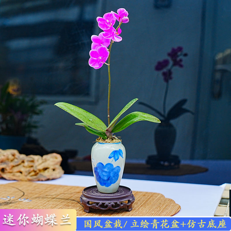 带花枝蝴蝶兰紫红色花四季好养开花室内中式禅意花迷你桌摆正品 鲜花速递/花卉仿真/绿植园艺 国兰/杂交兰/洋兰类 原图主图