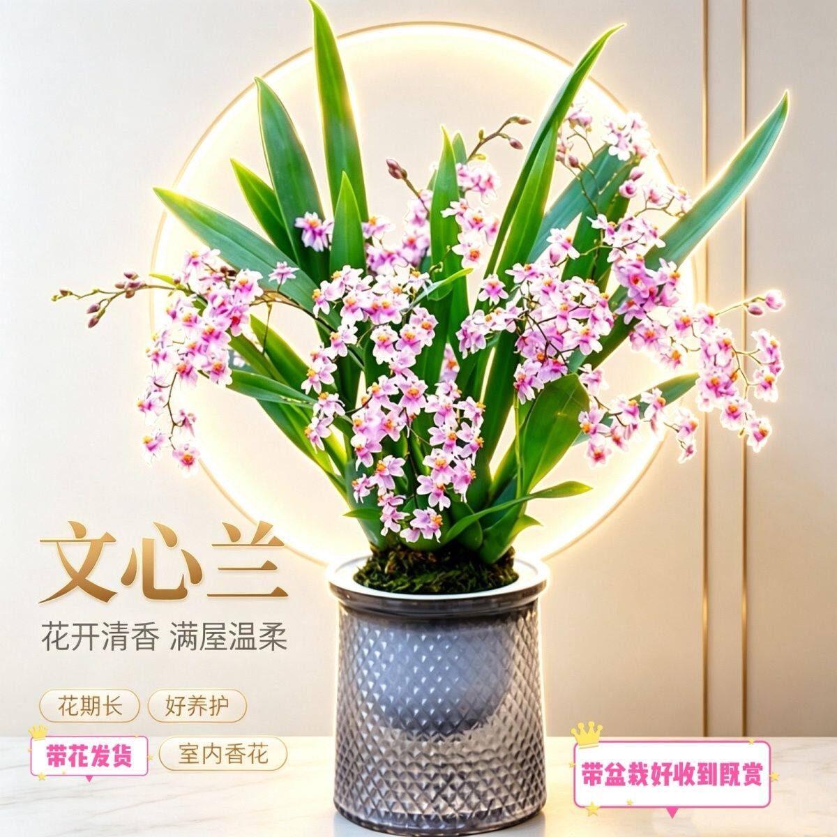 带花粉黄色梦香文心兰开花浓香懒人正品室内外阳台桌面盆栽花期长