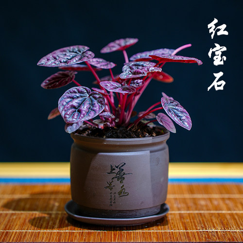 红宝石皱叶椒草室内盆栽