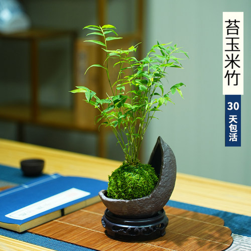 春杰兰艺米竹盆栽迷你盆景好养