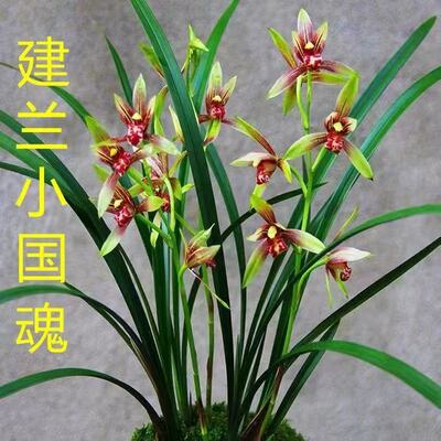 建兰带花苞小国魂逸红双娇四季开花浓香绿植盆栽矮种红花兰花好养