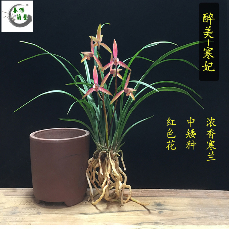 绿植矮种盆栽冬季带花苞细叶寒兰