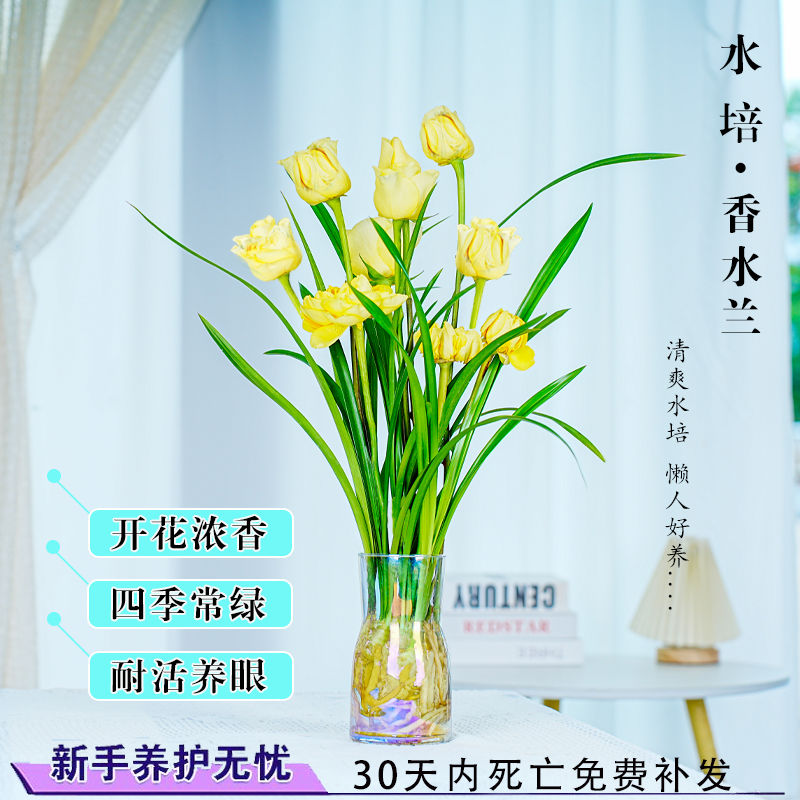 新品水培香水兰花苗金黄色花室内浓香型花卉植物冬季开花耐寒客厅