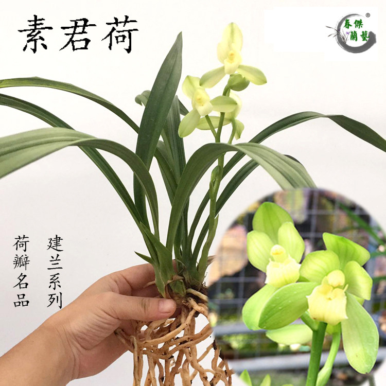 兰花苗建兰荷瓣素君荷 素心兰花 夏带花苞 室内好养绿植花卉盆栽