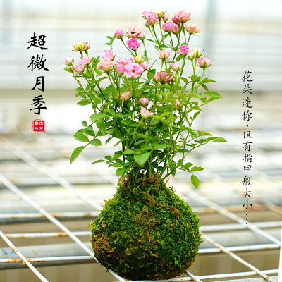 带花苞四季开花迷你超微型月季苔藓球阳台净化空气办公桌面绿花卉