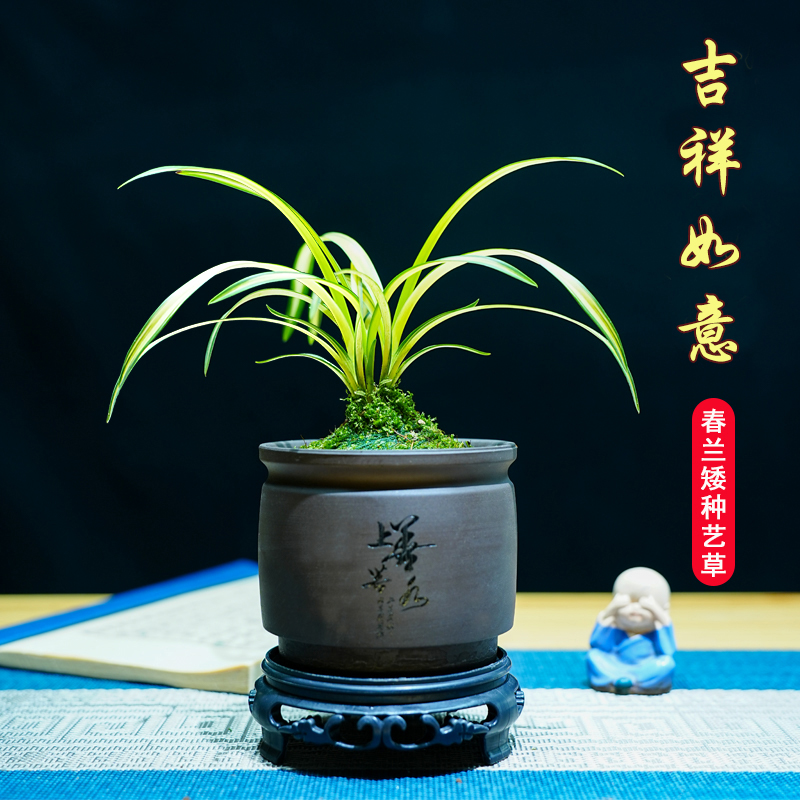 吉祥如意迷你黄金中透艺春兰花苗