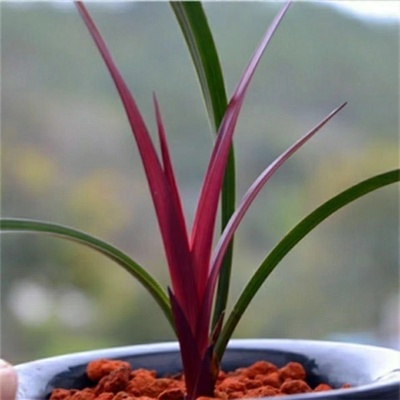 名贵四季兰花苗【红草红荷】精品盆栽室内花卉建兰阳台绿植兰草