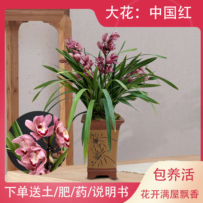 兰花苗中国红开花浓香大花冬季带花苞四季兰花花卉盆栽室内绿植物