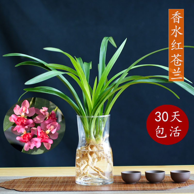 开花浓香可水培四季兰花开花浓香