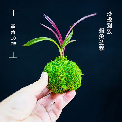 苔玉红草开花浓香室内懒人好养