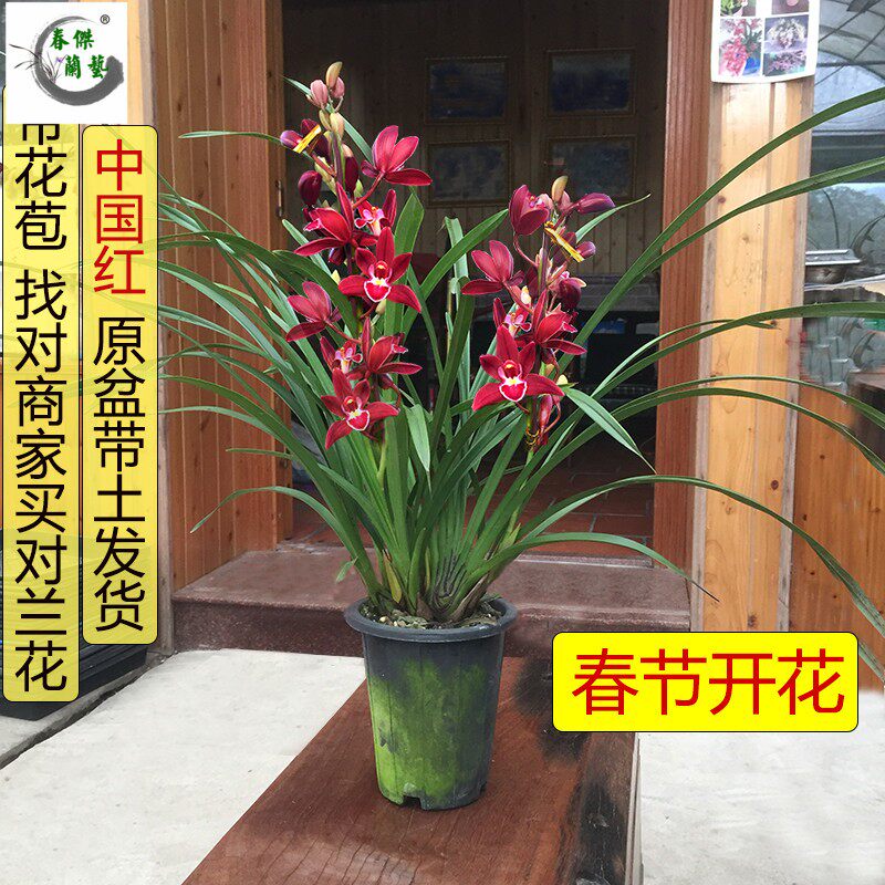带花苞春节开花兰花苗大花蕙兰喜庆中国红带土发货室内花卉盆栽好