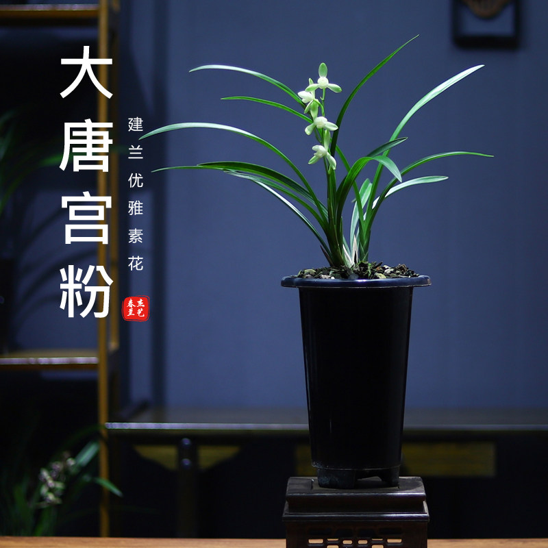 建兰四季兰【大唐宫粉】勤花勤芽易活好养兰花水仙荷瓣型素心浓香