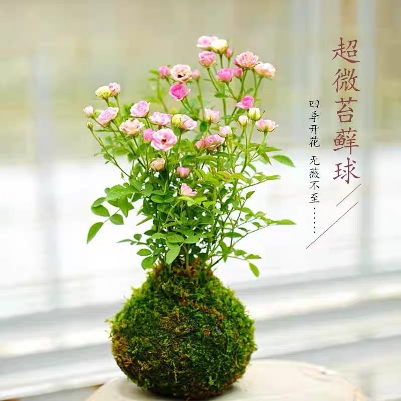 带花苞四季开花迷你超微型月季