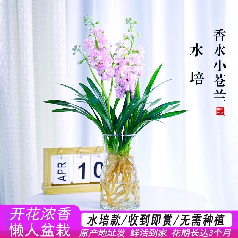 水培香水兰花苗室内植物浓香型四季建花卉耐寒植物冬季带花苞开花