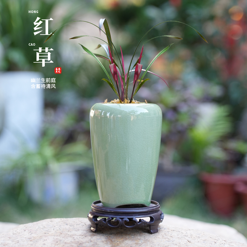 春杰兰艺红草迷你网红兰花苗成品