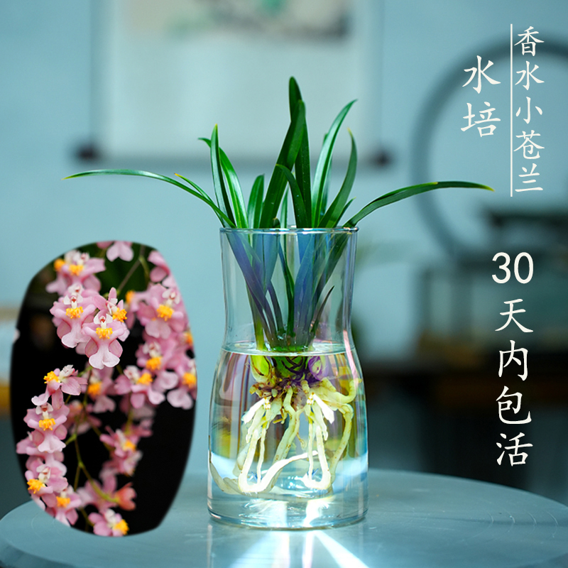 多种花色水培香水小苍兰花苗室内植物浓香四季花卉植物冬季带花苞