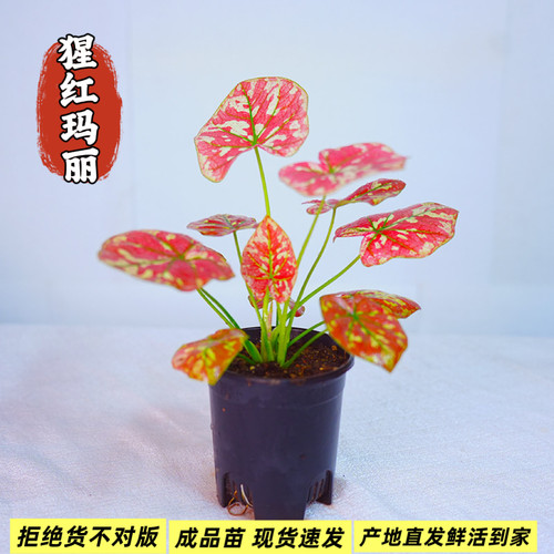彩叶芋猩红玛丽泰彩盆栽花卉泰国彩叶芋室内观叶绿植宿根植物热植