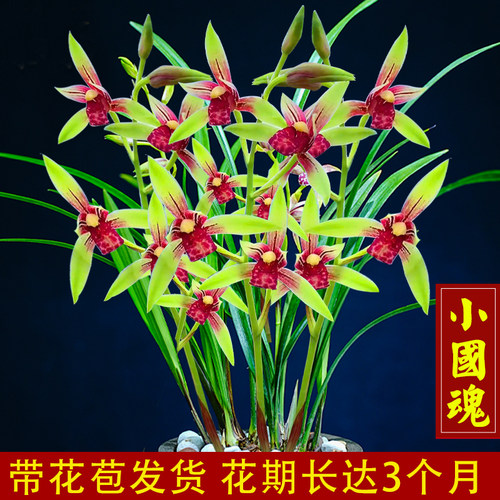 带花苞建兰逸虹双娇小国魂复色花