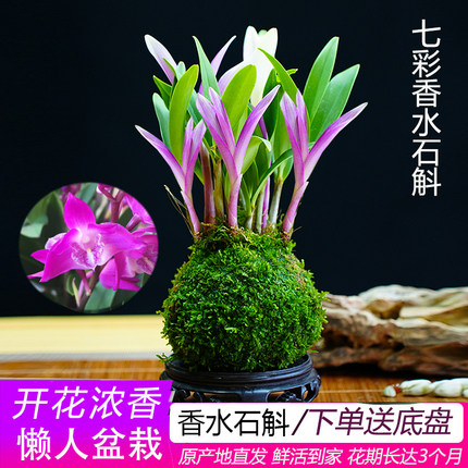 七彩香水石斛兰花四季开好养绿植浓香型石斛室内花卉绿植净化空气