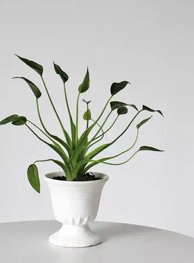 千手观音海芋托尼舞者绿天鹅大仙女锦化植物天南星科新奇轻岛植物